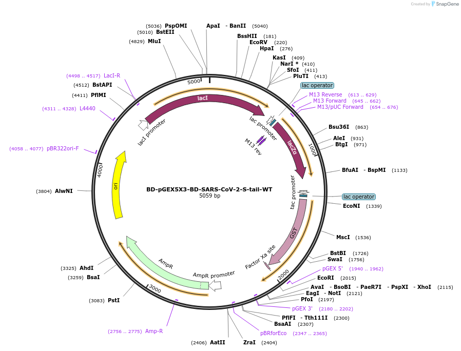 218455-plasmid-map-sequence-id-466899