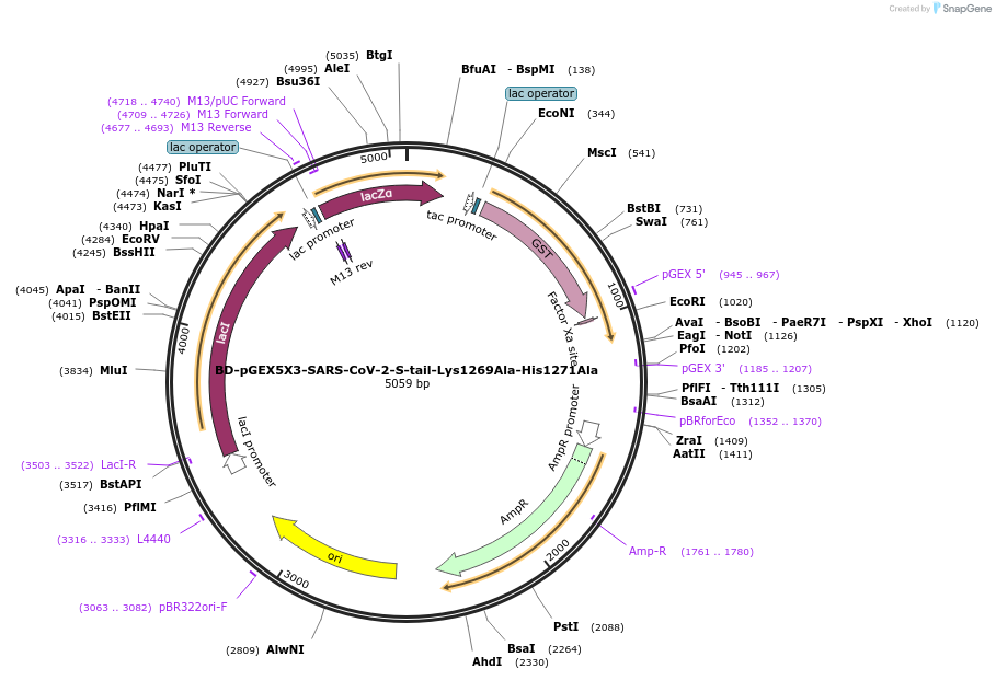 218459-plasmid-map-sequence-id-466902