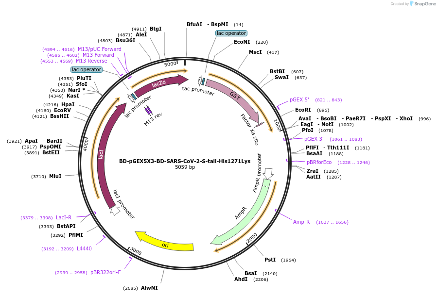 218456-plasmid-map-sequence-id-466903