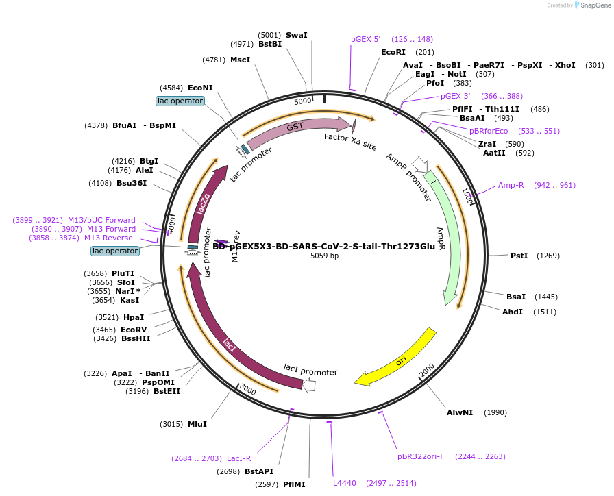 218458-plasmid-map-sequence-id-466904