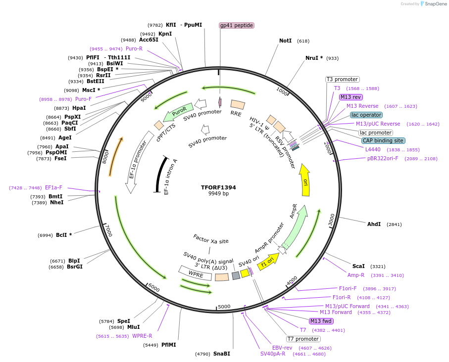 143104-plasmid-map-sequence-id-466905