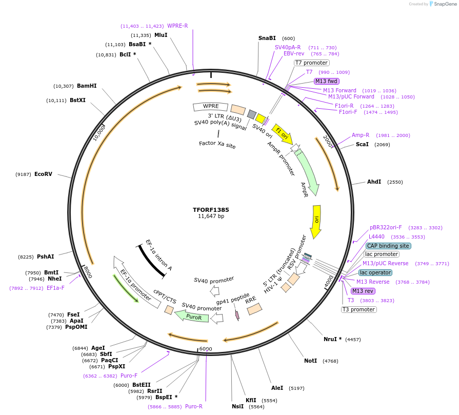 143105-plasmid-map-sequence-id-466907