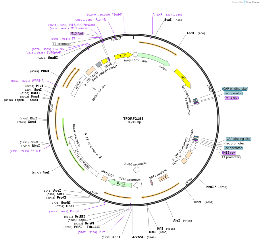 143574-plasmid-map-sequence-id-466913