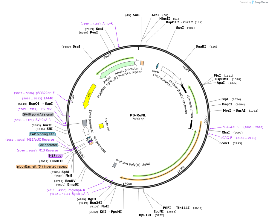 123138-plasmid-map-sequence-id-466924