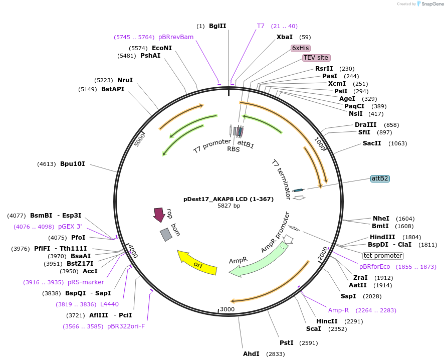 235003-plasmid-map-sequence-id-466925