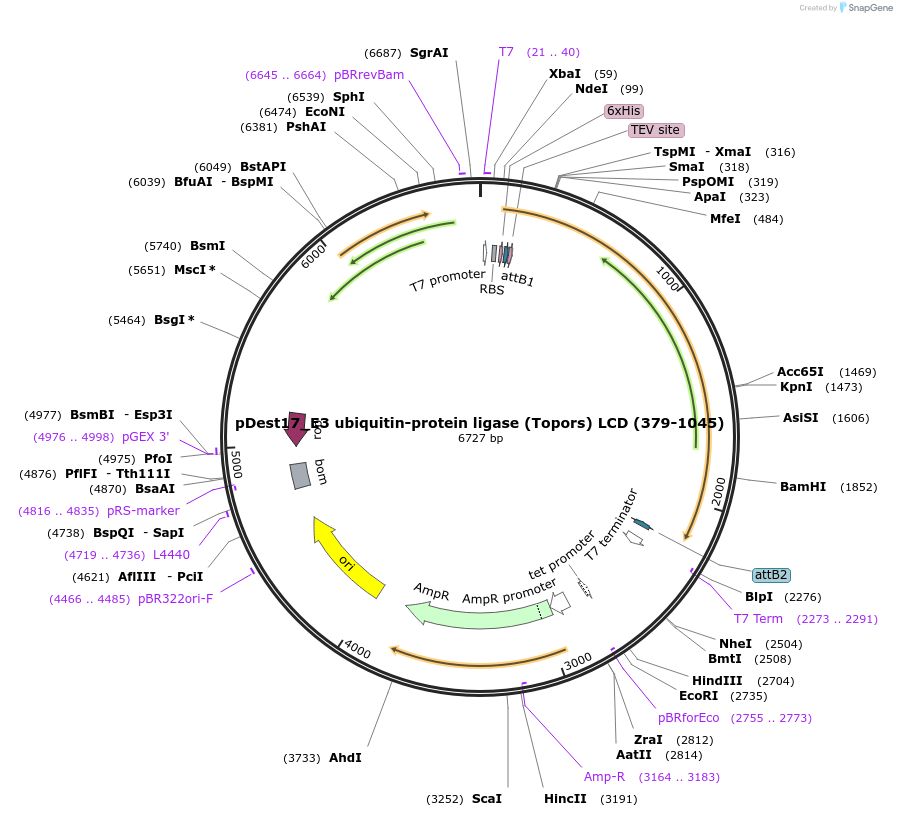 235005-plasmid-map-sequence-id-466926