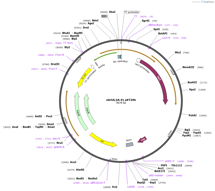 75145-plasmid-map-sequence-id-466935