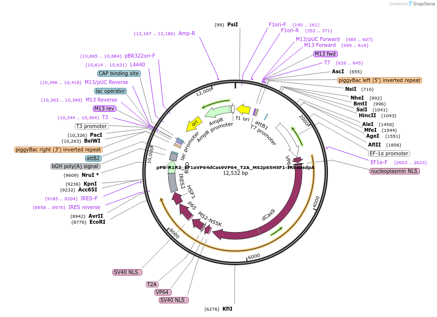 113341-plasmid-map-sequence-id-466936