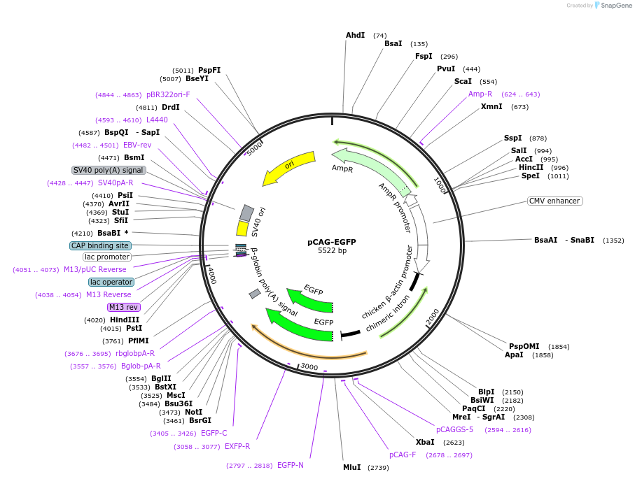89684-plasmid-map-sequence-id-466937