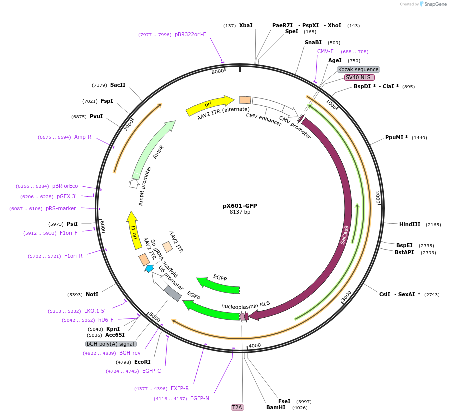 84040-plasmid-map-sequence-id-466938