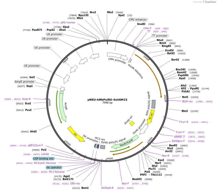 105830-plasmid-map-sequence-id-466939