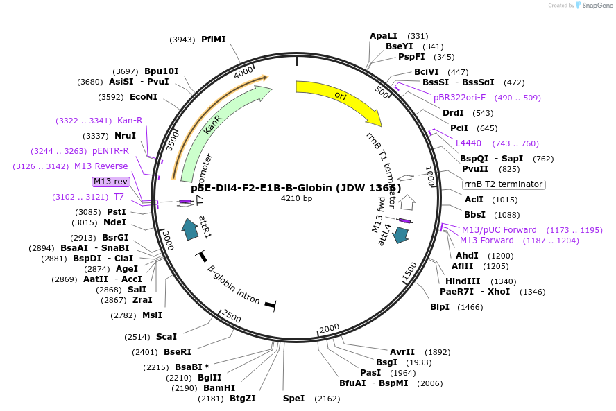 229843-plasmid-map-sequence-id-466946