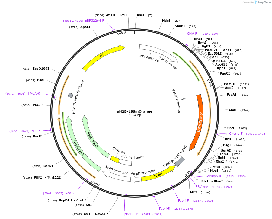 37133-plasmid-map-sequence-id-46701