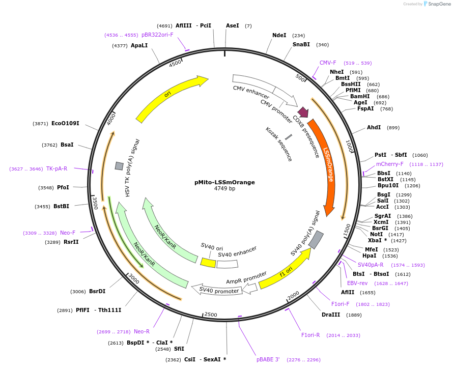 37135-plasmid-map-sequence-id-46711