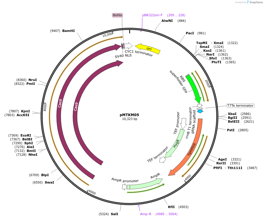 233477-plasmid-map-sequence-id-467135