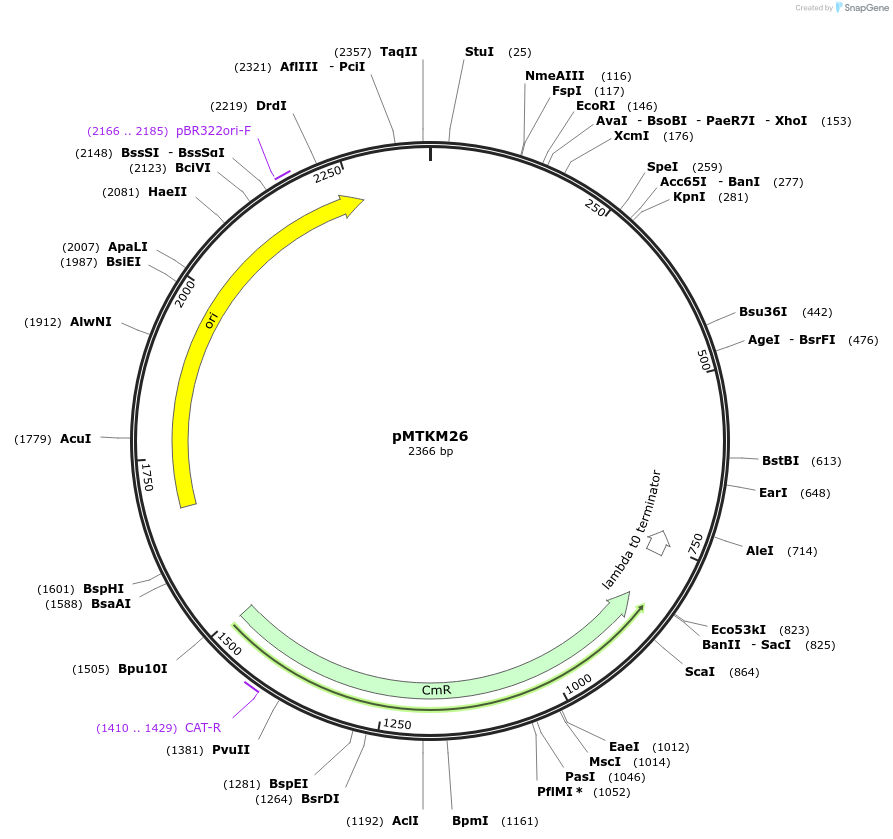 233498-plasmid-map-sequence-id-467228