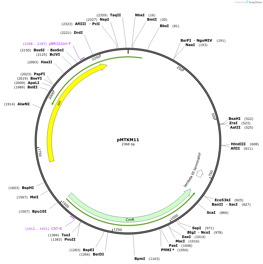 233483-plasmid-map-sequence-id-467230