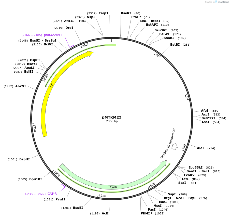 233495-plasmid-map-sequence-id-467232