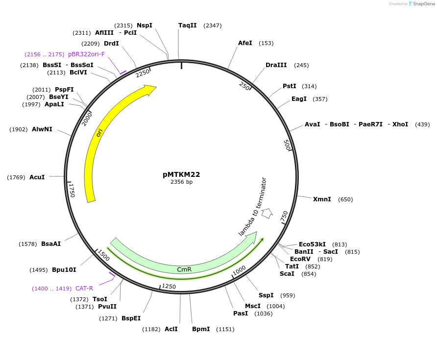233494-plasmid-map-sequence-id-467233