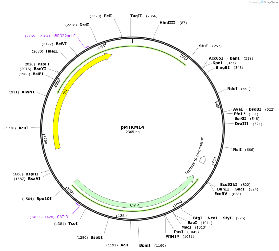 233486-plasmid-map-sequence-id-467238