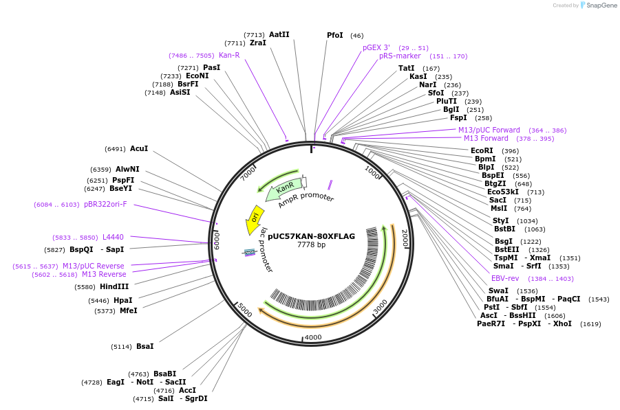 233125-plasmid-map-sequence-id-467240