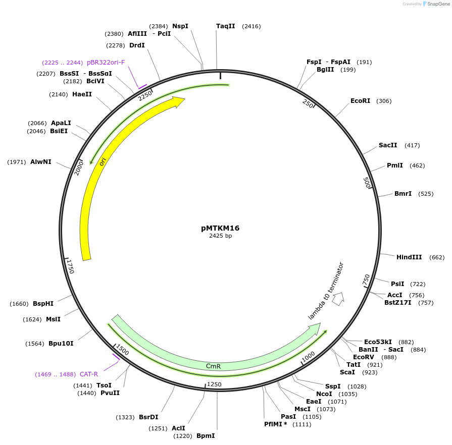233488-plasmid-map-sequence-id-467241