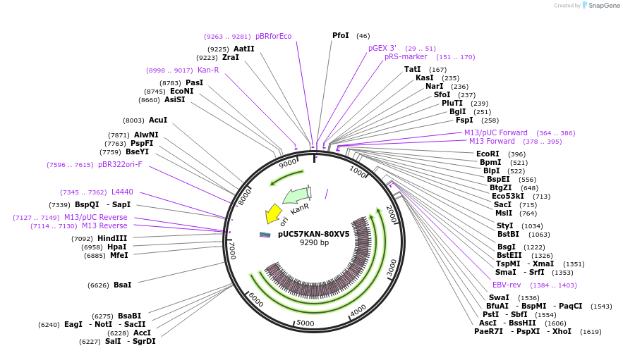 233128-plasmid-map-sequence-id-467242