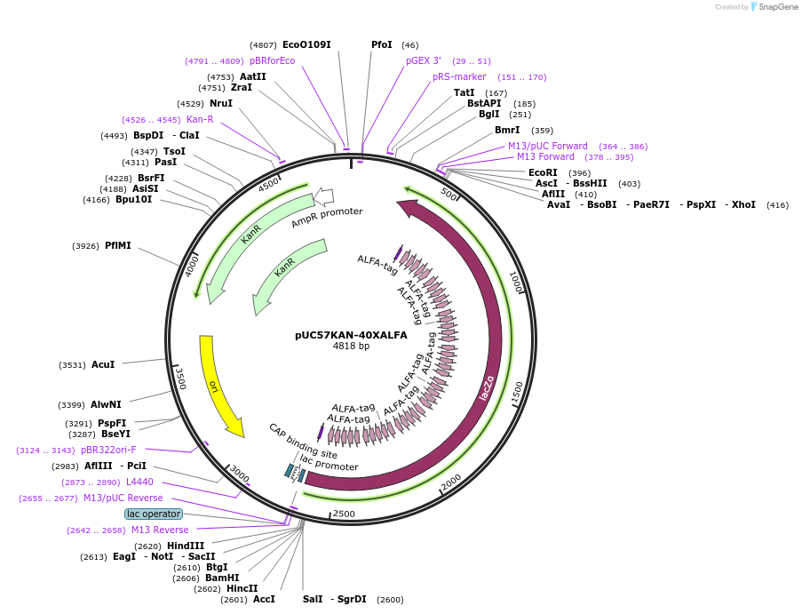 233118-plasmid-map-sequence-id-467244