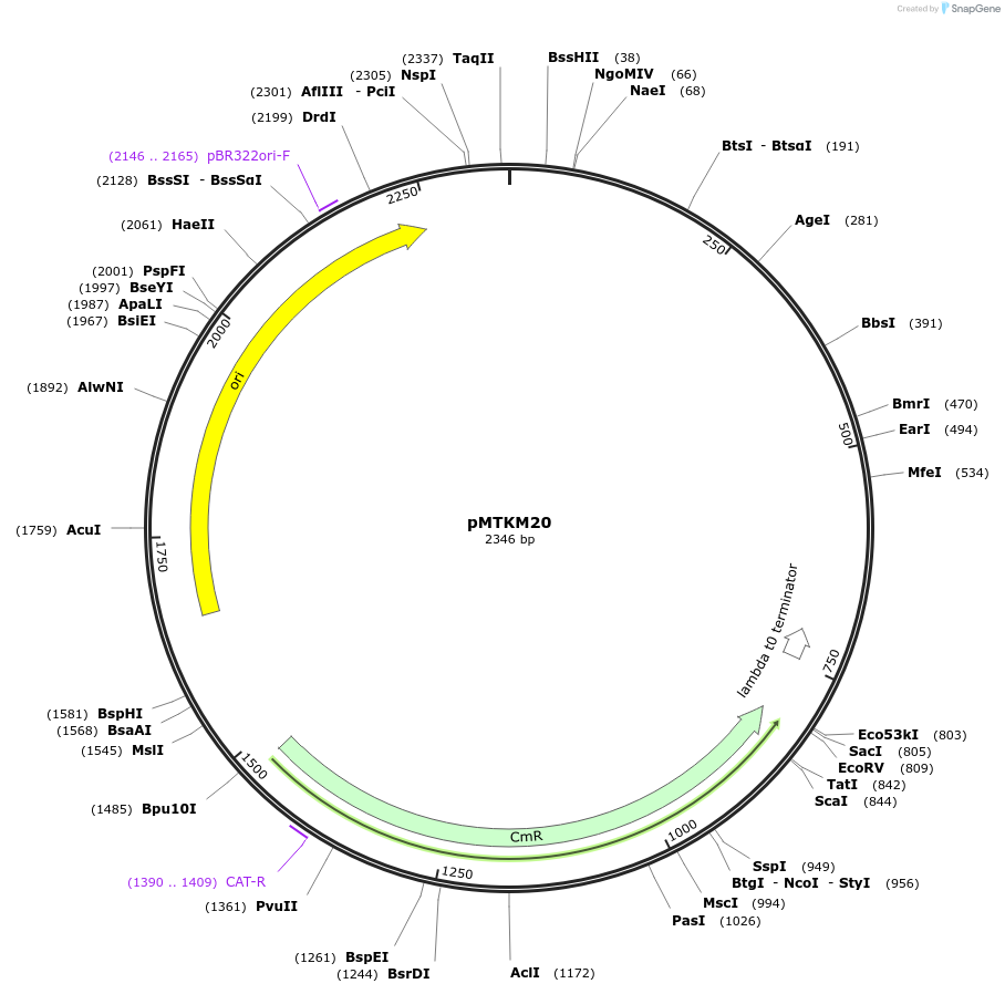 233492-plasmid-map-sequence-id-467247
