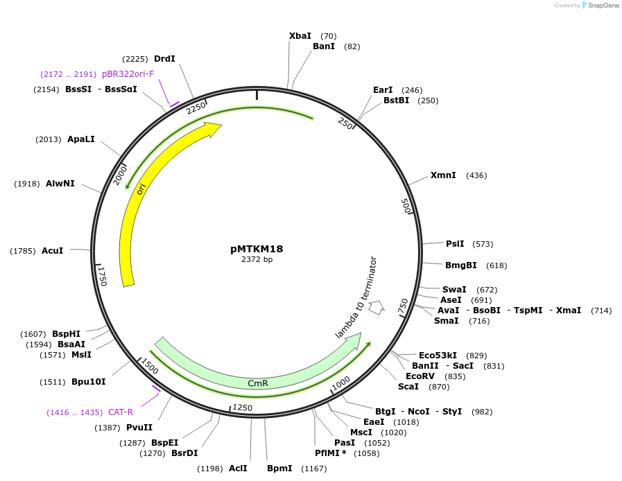 233490-plasmid-map-sequence-id-467253