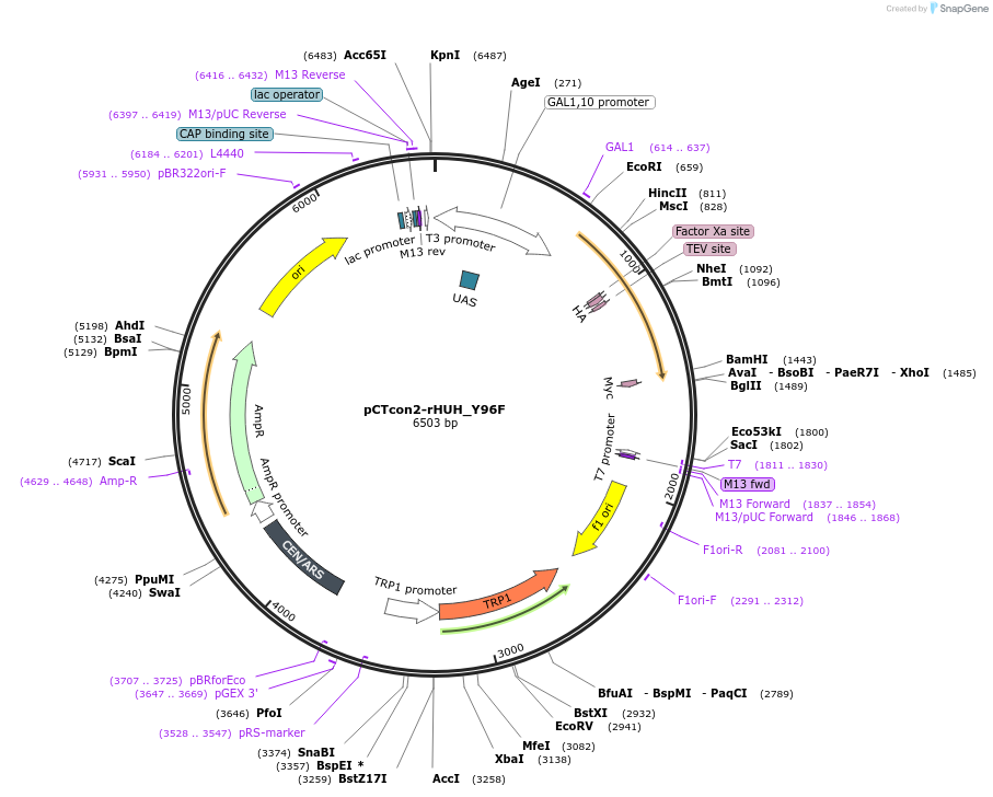 235191-plasmid-map-sequence-id-467254