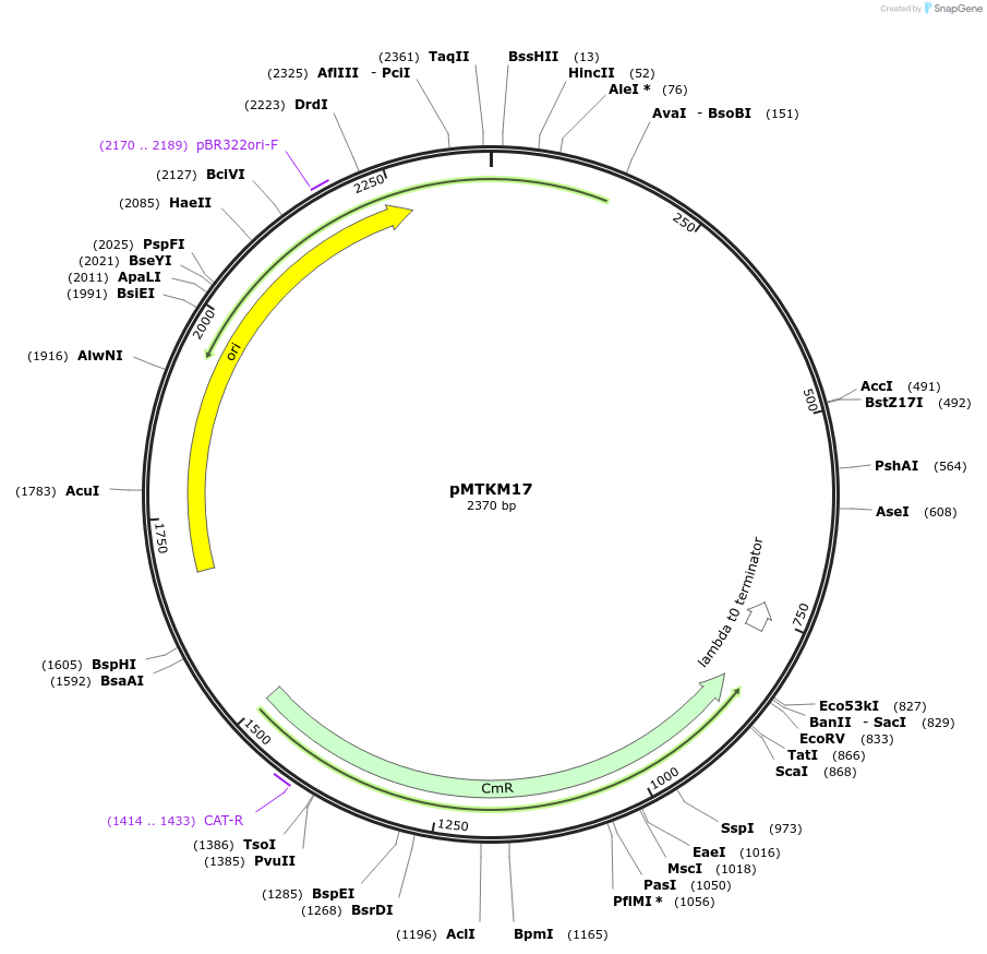 233489-plasmid-map-sequence-id-467255