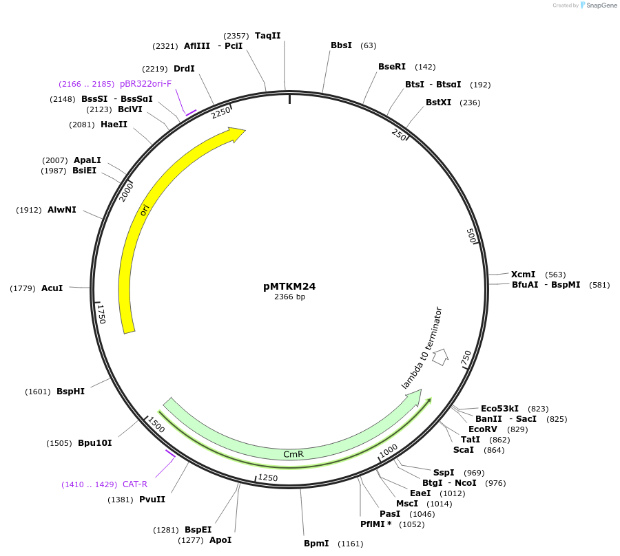 233496-plasmid-map-sequence-id-467256
