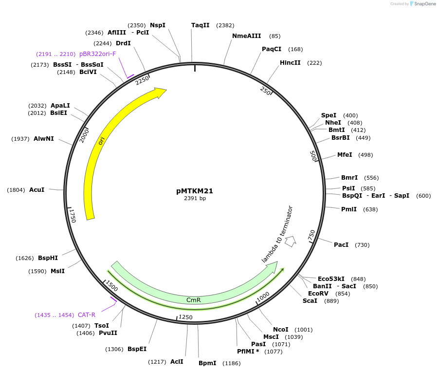 233493-plasmid-map-sequence-id-467258