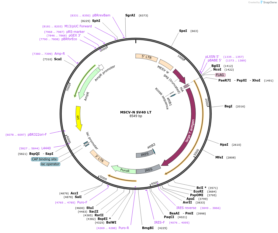 37857-plasmid-map-sequence-id-467259