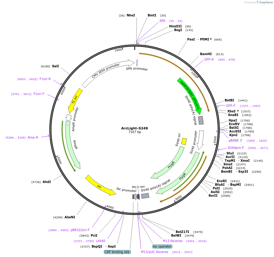 36855-plasmid-map-sequence-id-46726