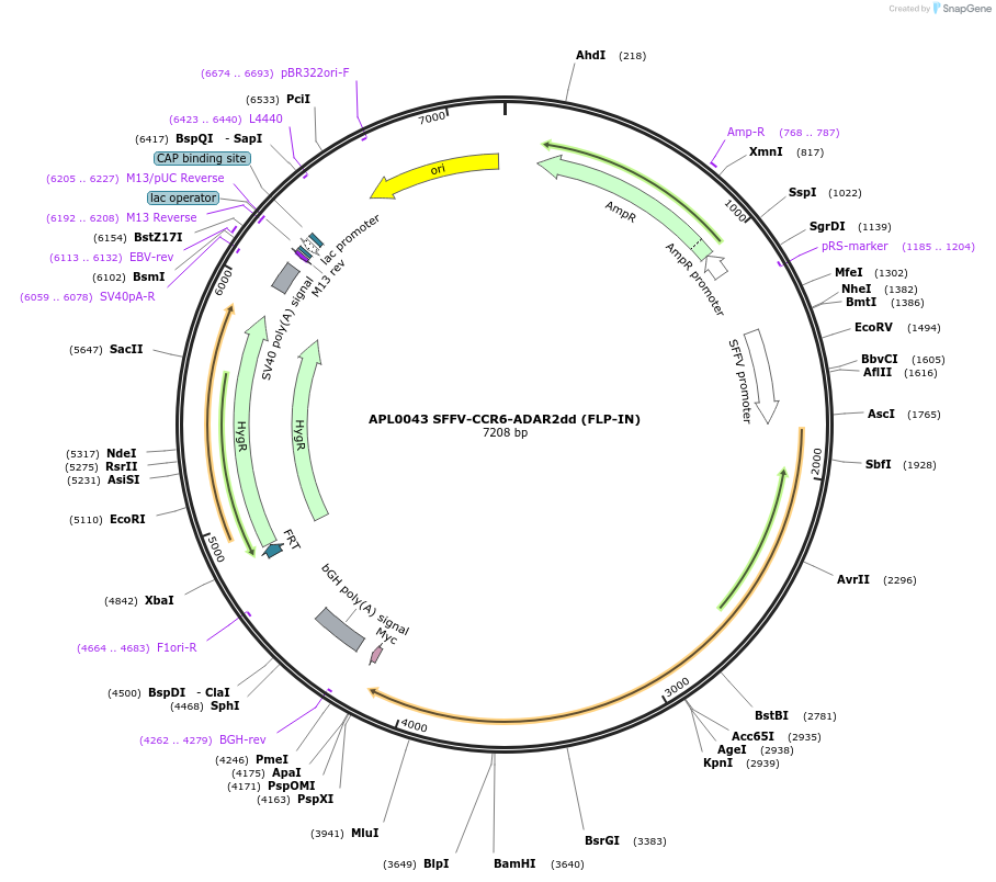 233438-plasmid-map-sequence-id-467279