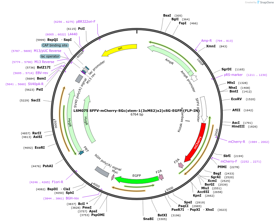 233439-plasmid-map-sequence-id-467283
