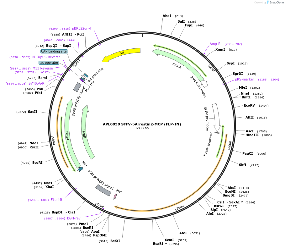233436-plasmid-map-sequence-id-467285