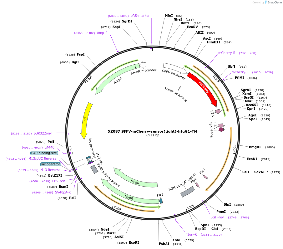 233428-plasmid-map-sequence-id-467286