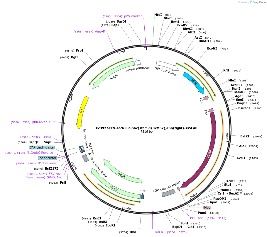 233415-plasmid-map-sequence-id-467288