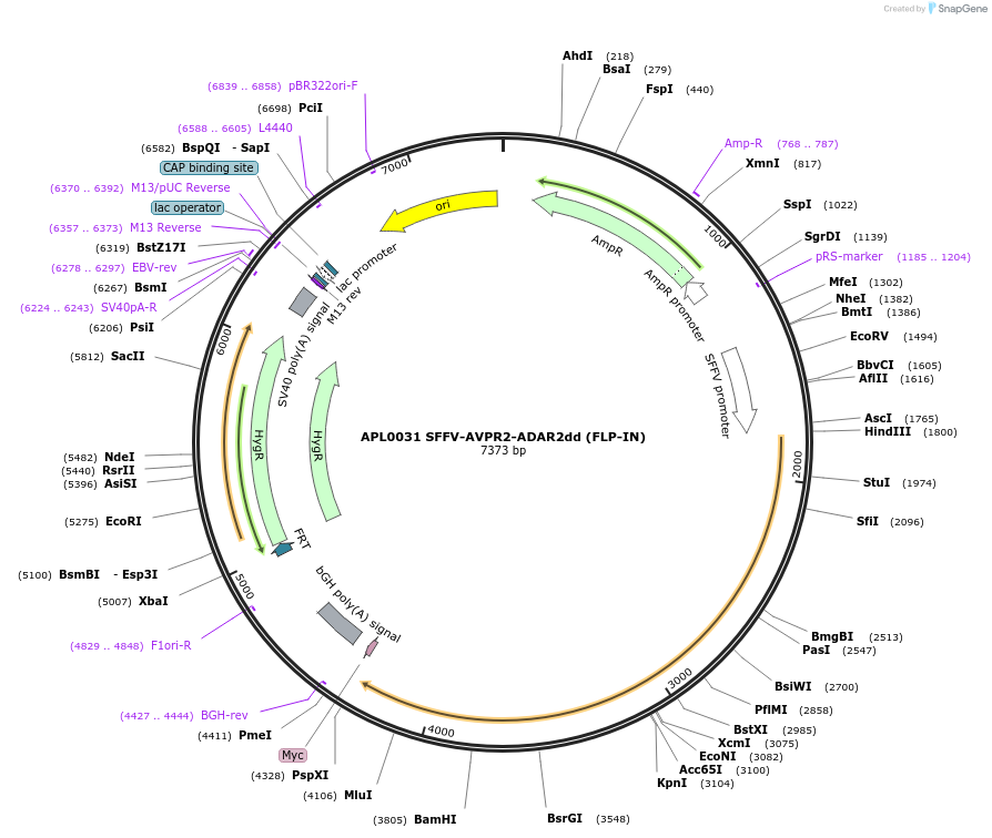 233437-plasmid-map-sequence-id-467289