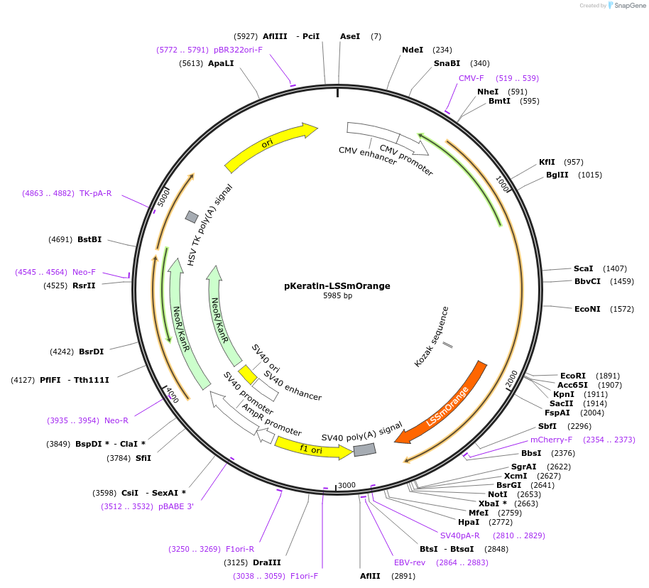 37138-plasmid-map-sequence-id-46729