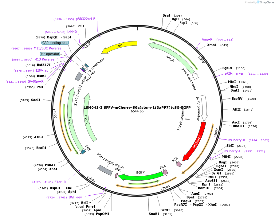 233408-plasmid-map-sequence-id-467290