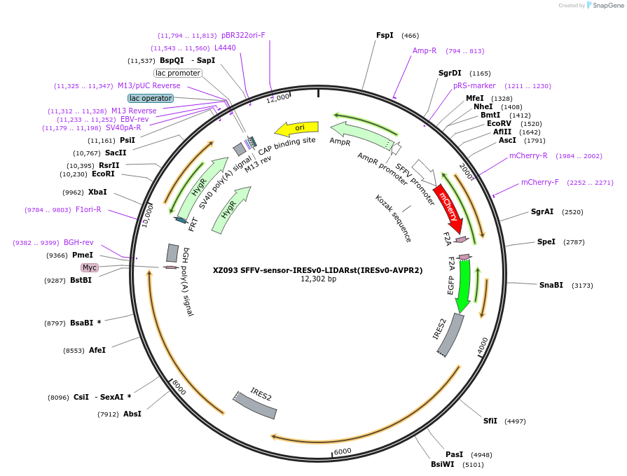 233430-plasmid-map-sequence-id-467293
