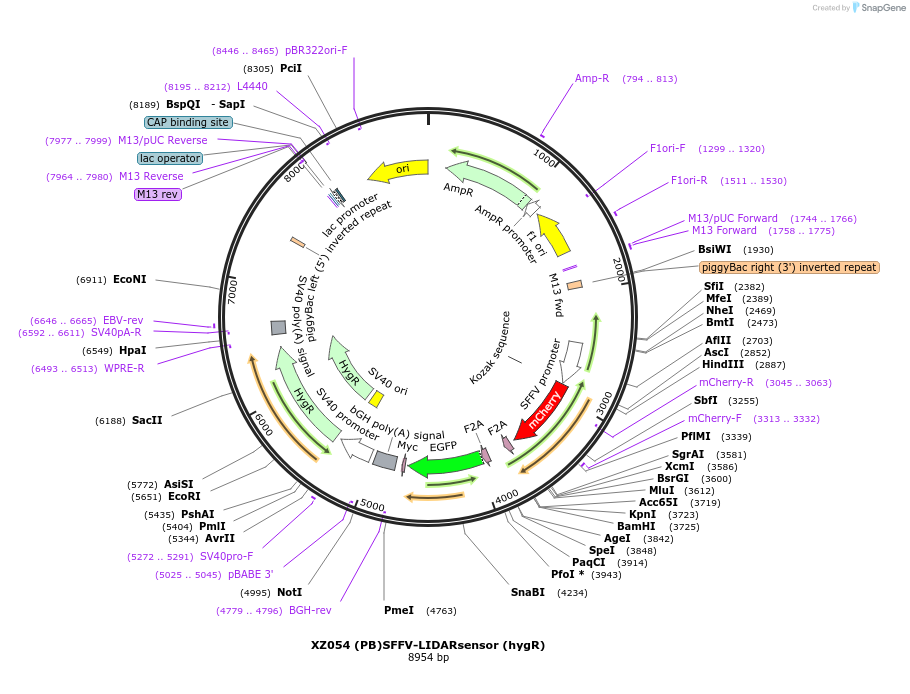 233419-plasmid-map-sequence-id-467294