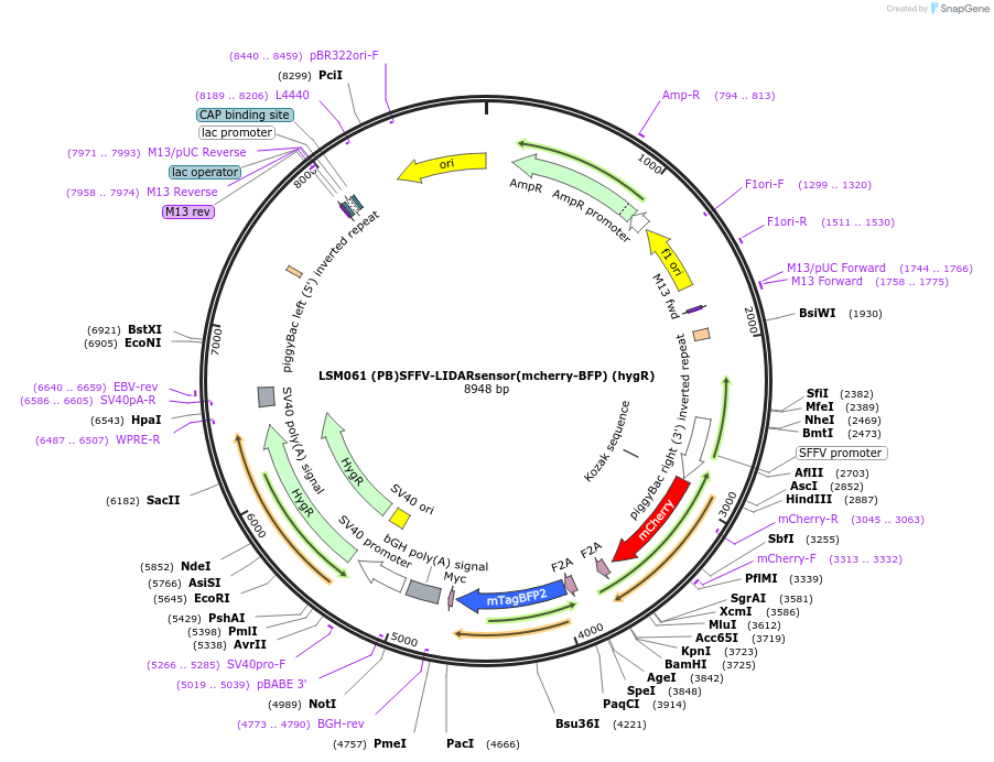 233427-plasmid-map-sequence-id-467296