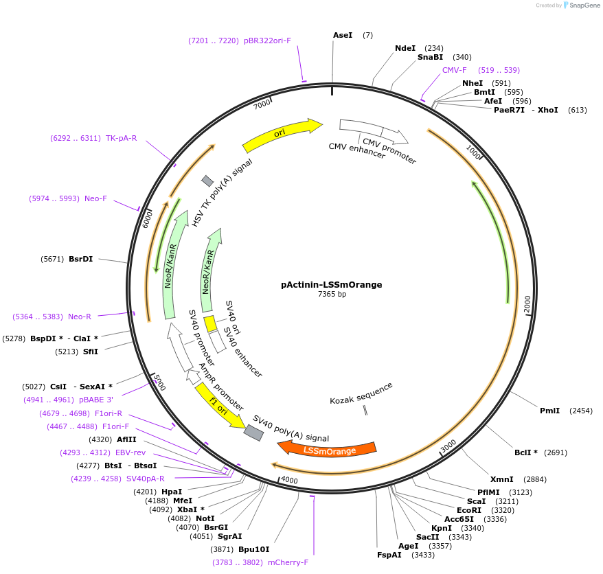 37139-plasmid-map-sequence-id-46731