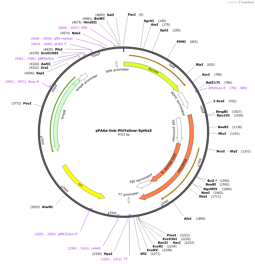 44651-plasmid-map-sequence-id-467310