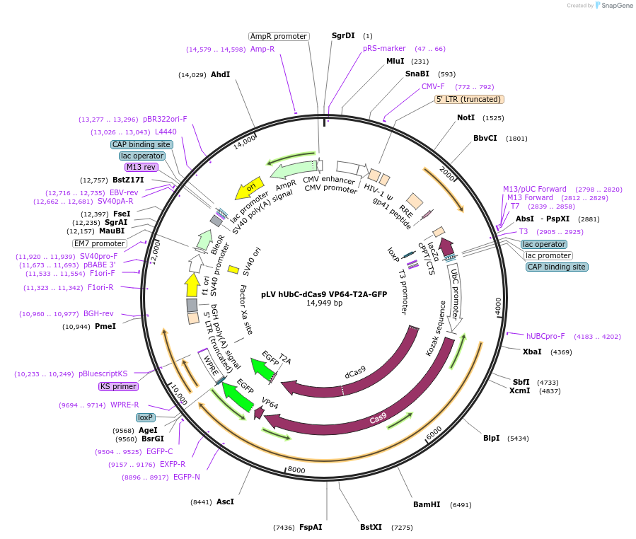 53192-plasmid-map-sequence-id-467311